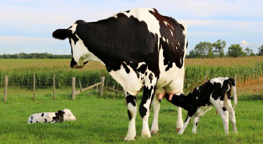 6 Ways Bovine Colostrum Supports Your Health