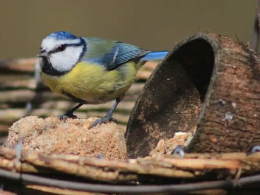 Best Bird Food for Wild Birds 2024 Update