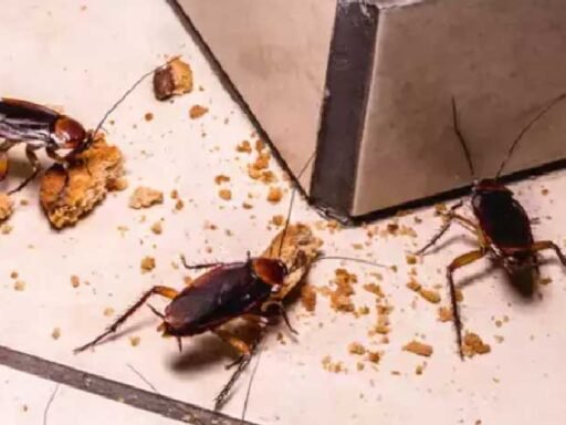 8 Types of Roaches and How to Tell Them Apart